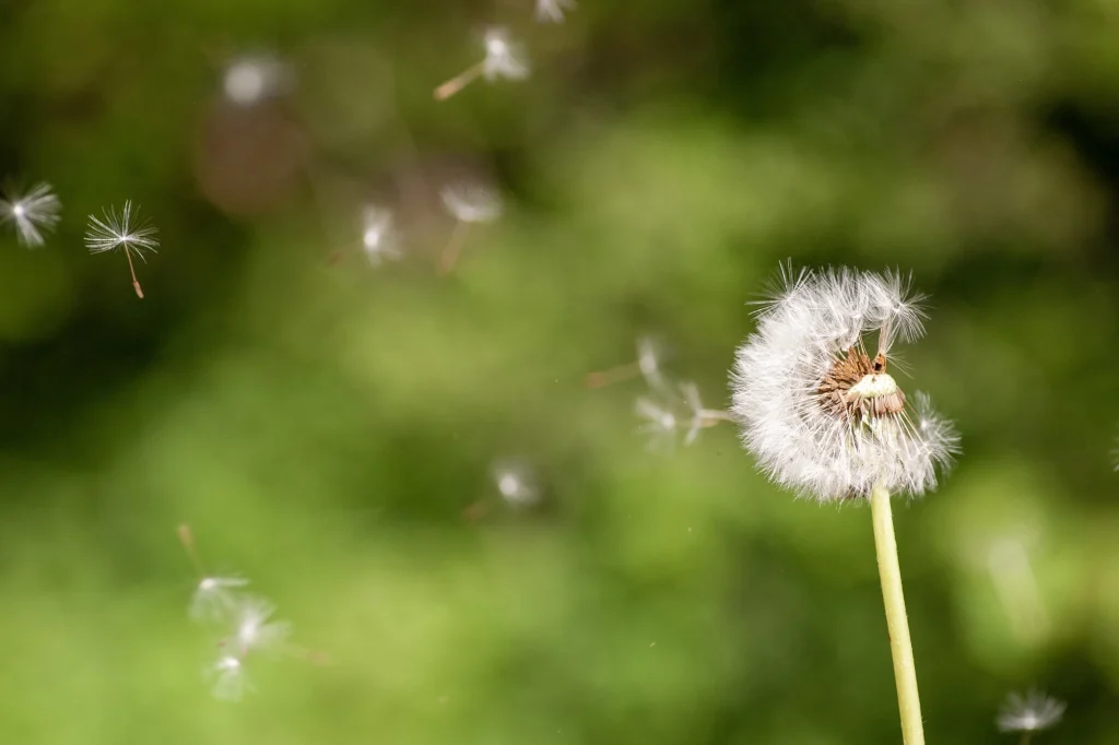 acupuncture for seasonal allergies